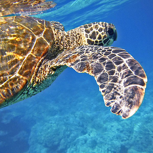 Sea Turtle